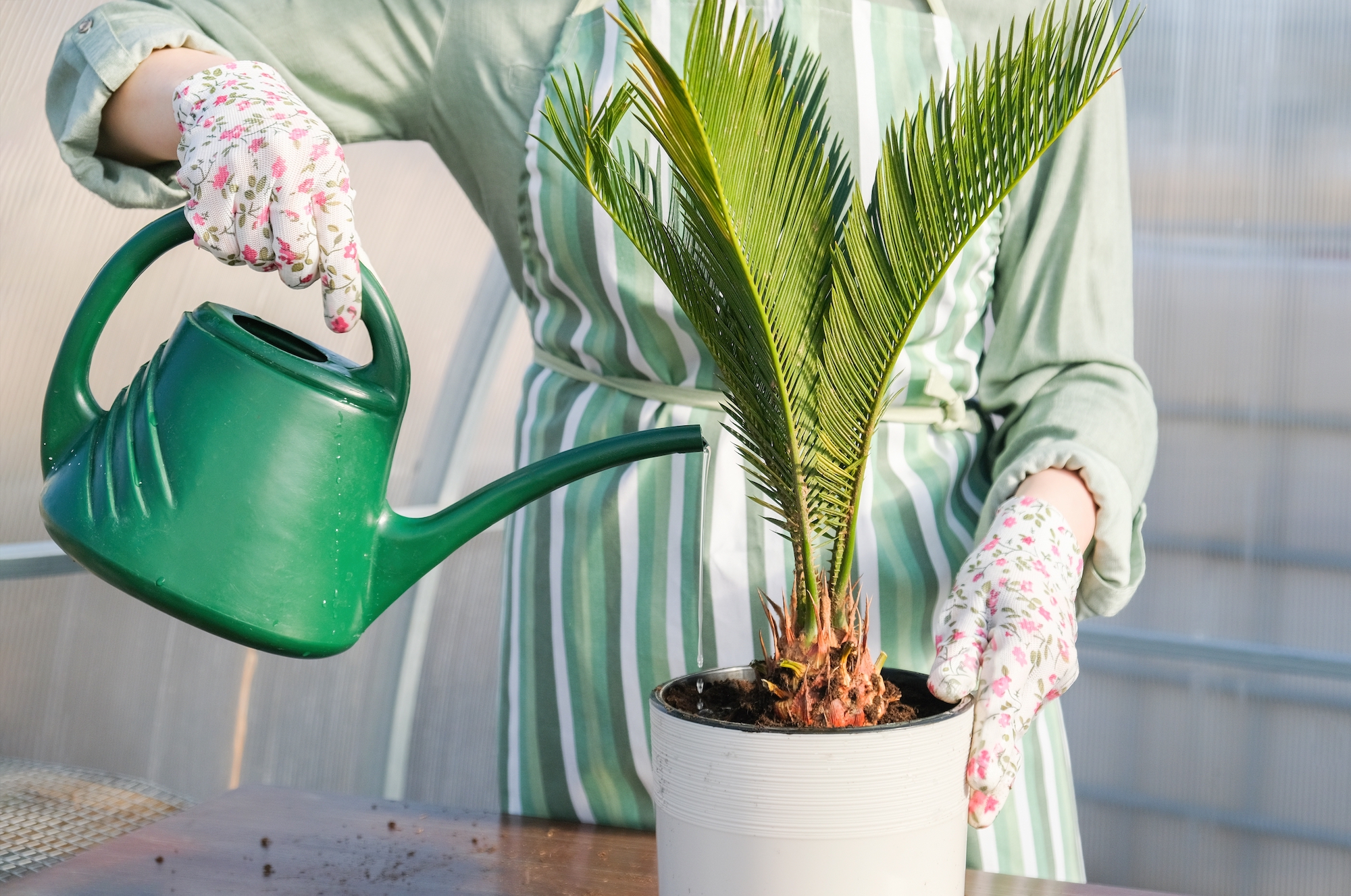 Watering sago plant indoors