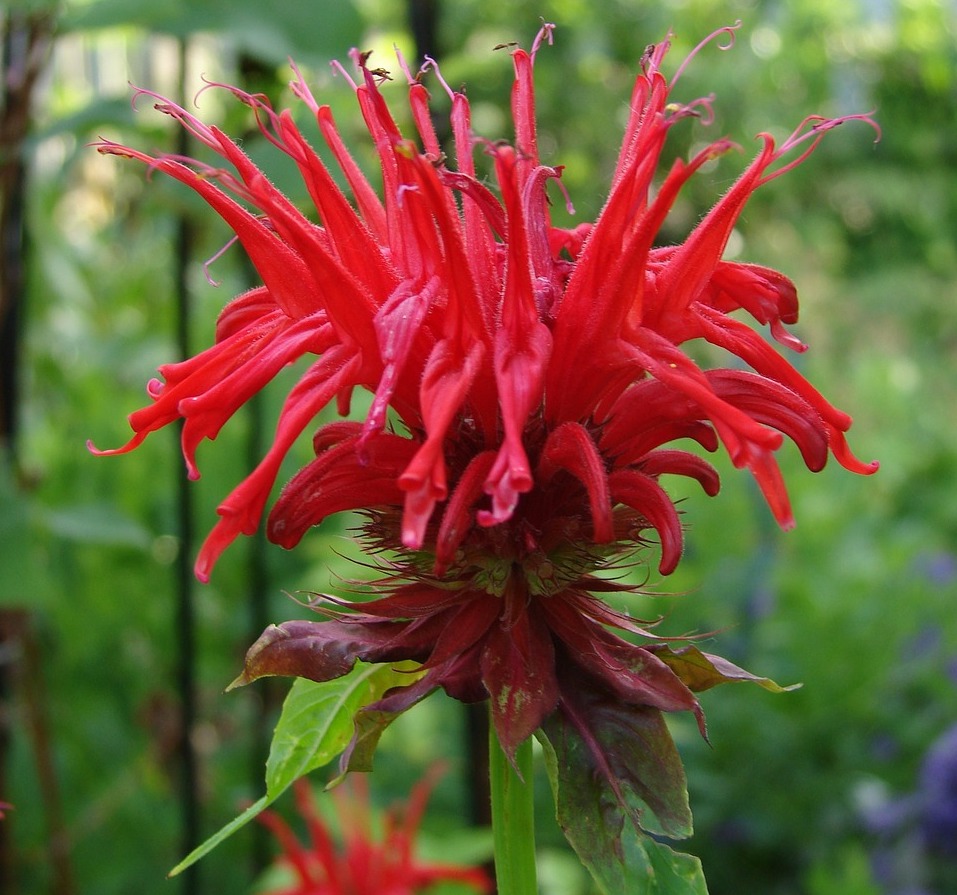 A close-up of the scarlet bee balm flower