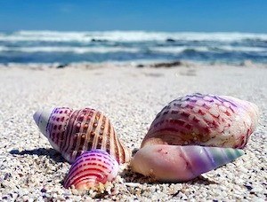 shells