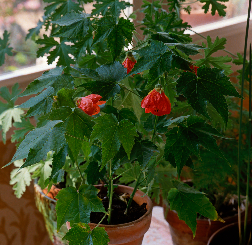 Flowering maple house plant in pot