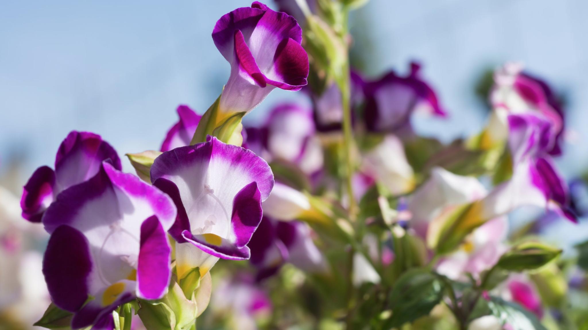 Close-up of beautiful purple Torenia fournieri or wishbone flowers in sunlight with a blurred background.