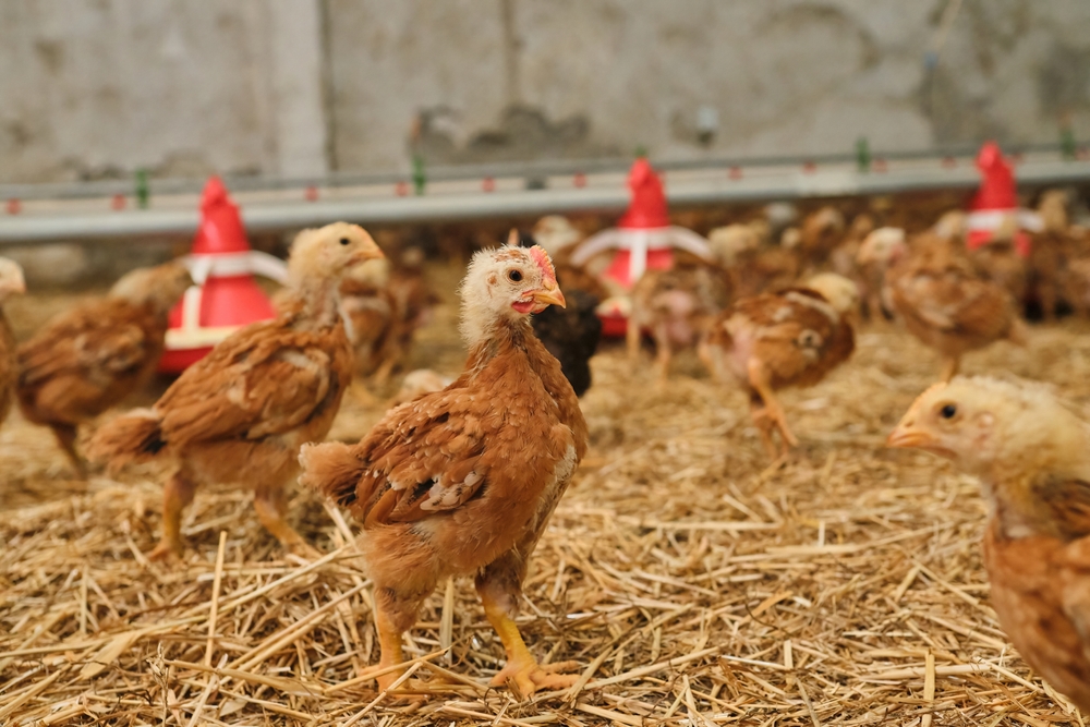 young red pullet Chicken poultry for meat egg production straw bedding farm industrial factory
