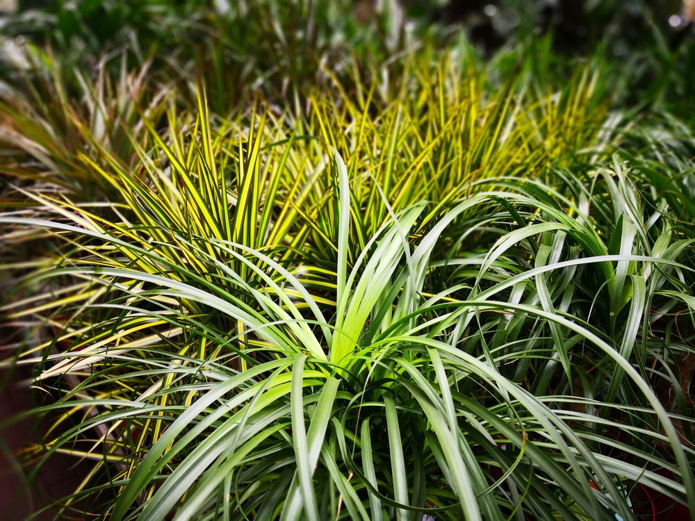 Young cabbage tree (Cordyline Australis, Torbay palm) plant, cultivar Torbay dazzler, with long green leaves in background of the same plants with striped variegated leaves. Natural foliate background