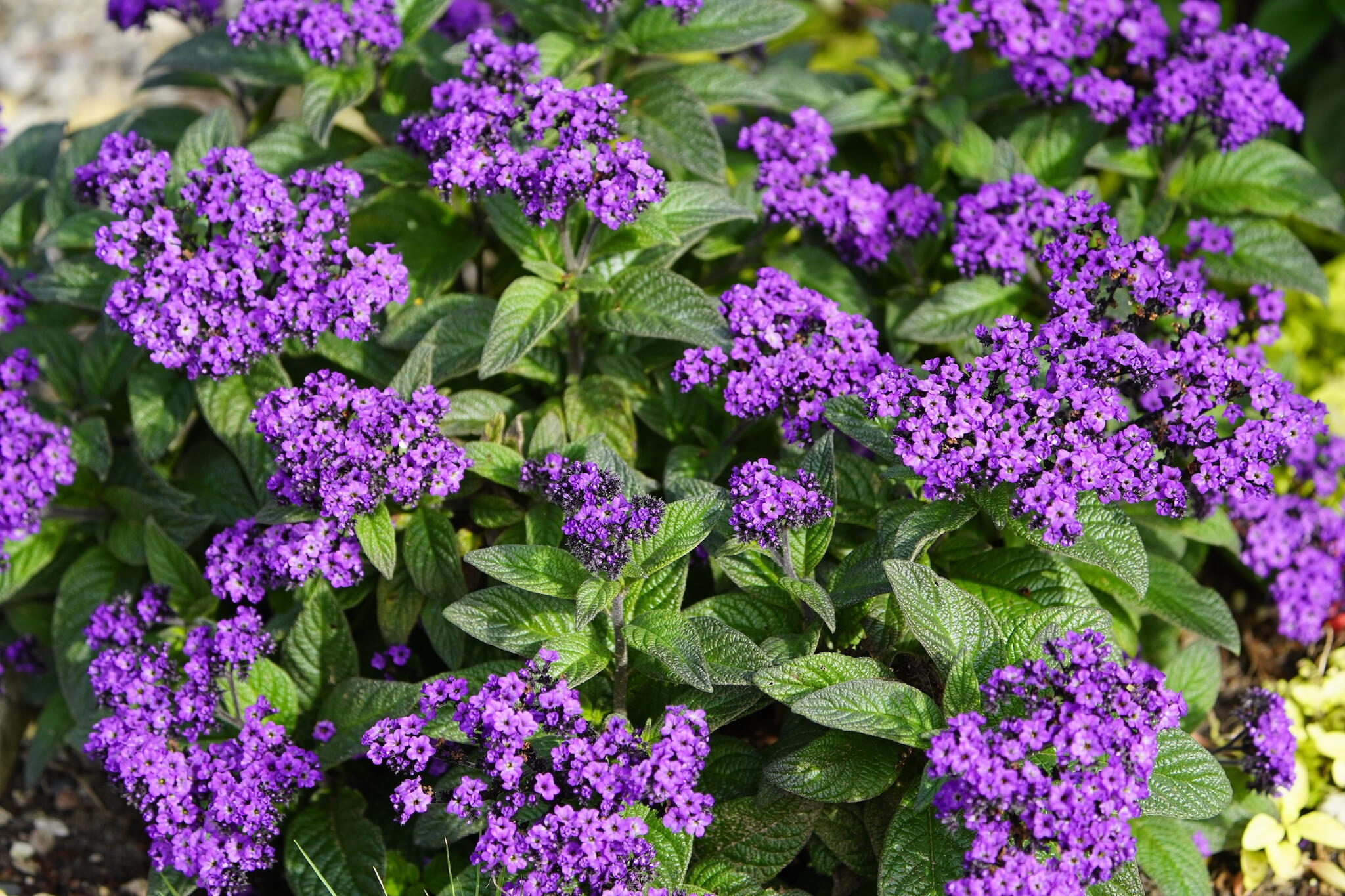 Bright purple flowers of heliotrope