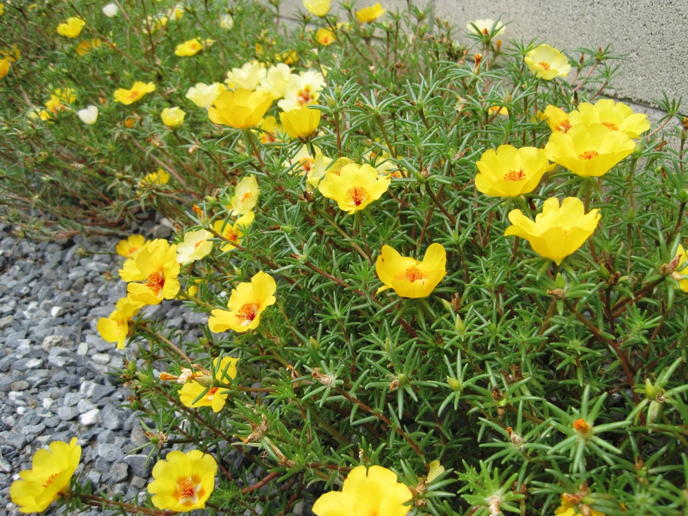 Yellow moss-rose purslane (Portulaca grandiflora)