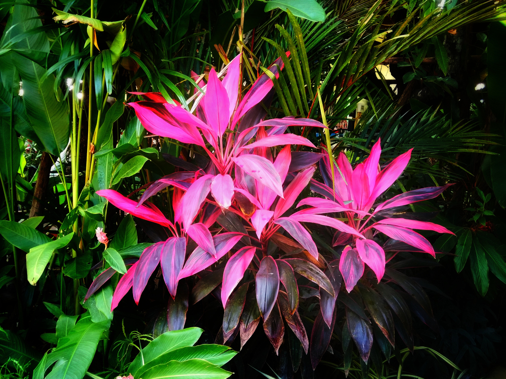 Cordyline fruticosa