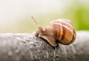 snail in rain