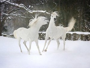 white on white horses