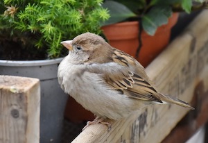 sparrow