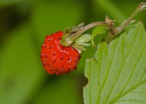 strawberry-18711_640.jpg