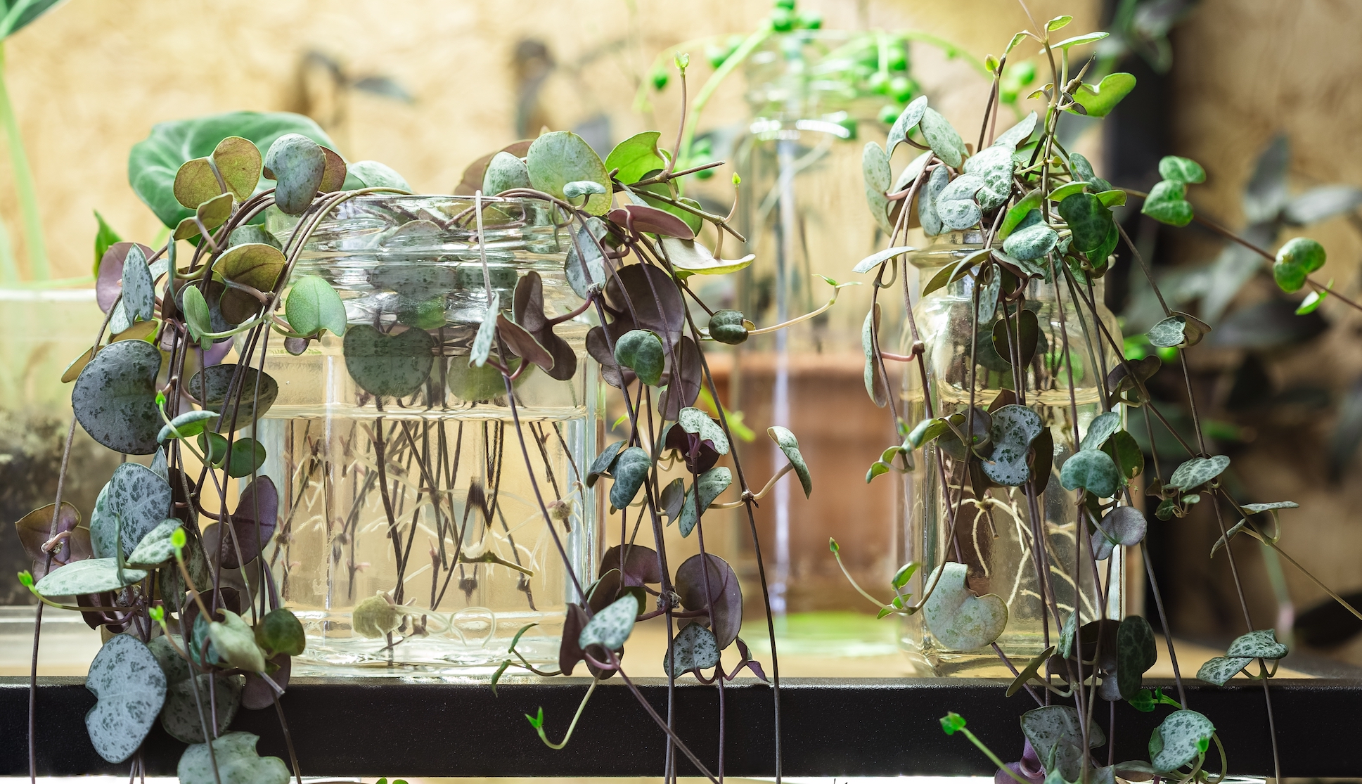 String of Hearts plant