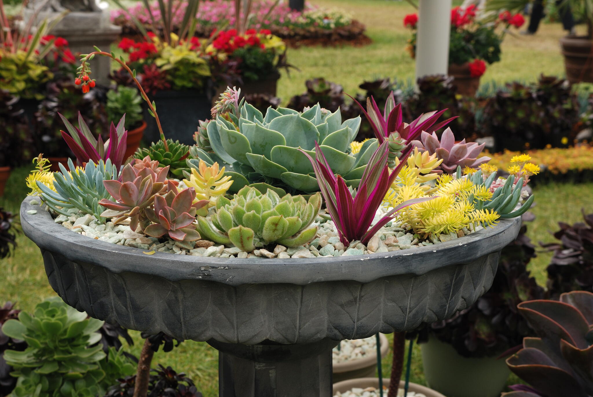 outside planter or bird bath filled with succulents