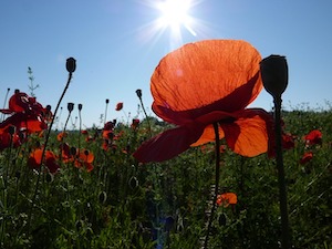 poppies