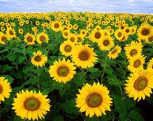 sunflowers