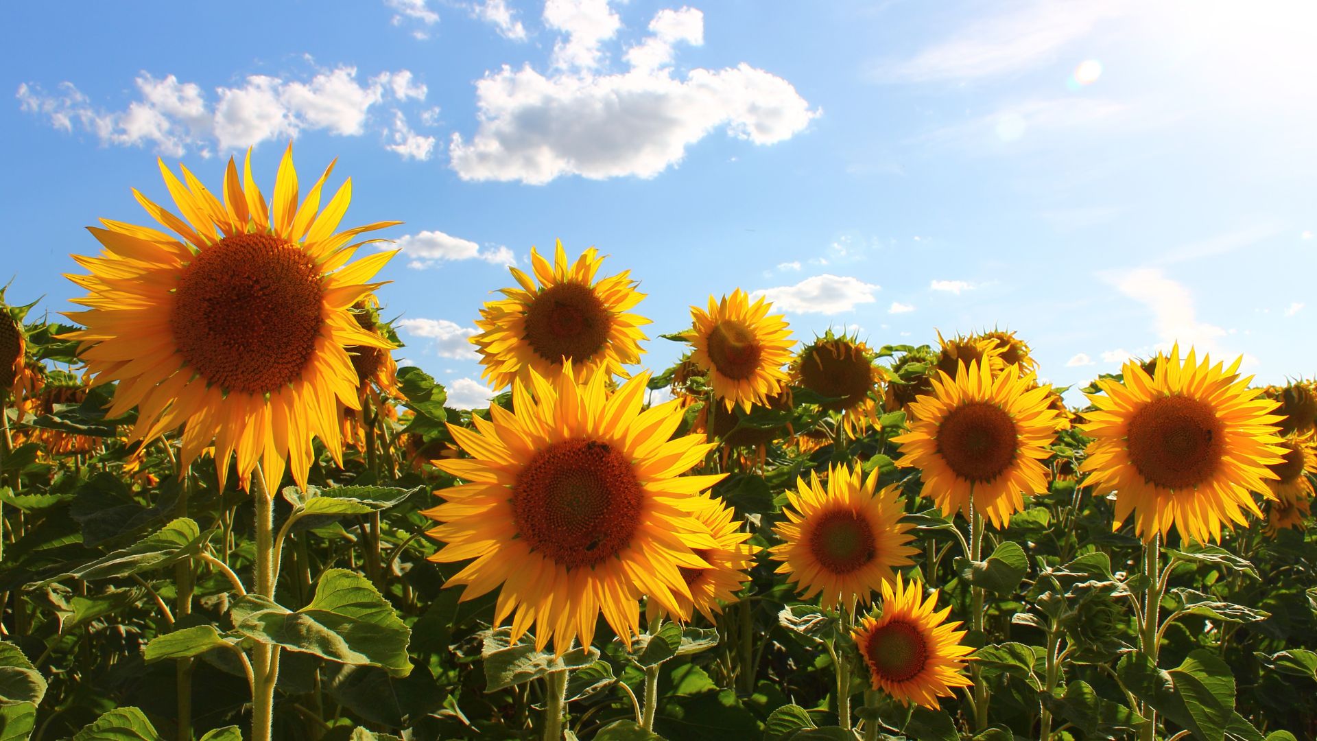 Sunflowers (Helianthus annus)