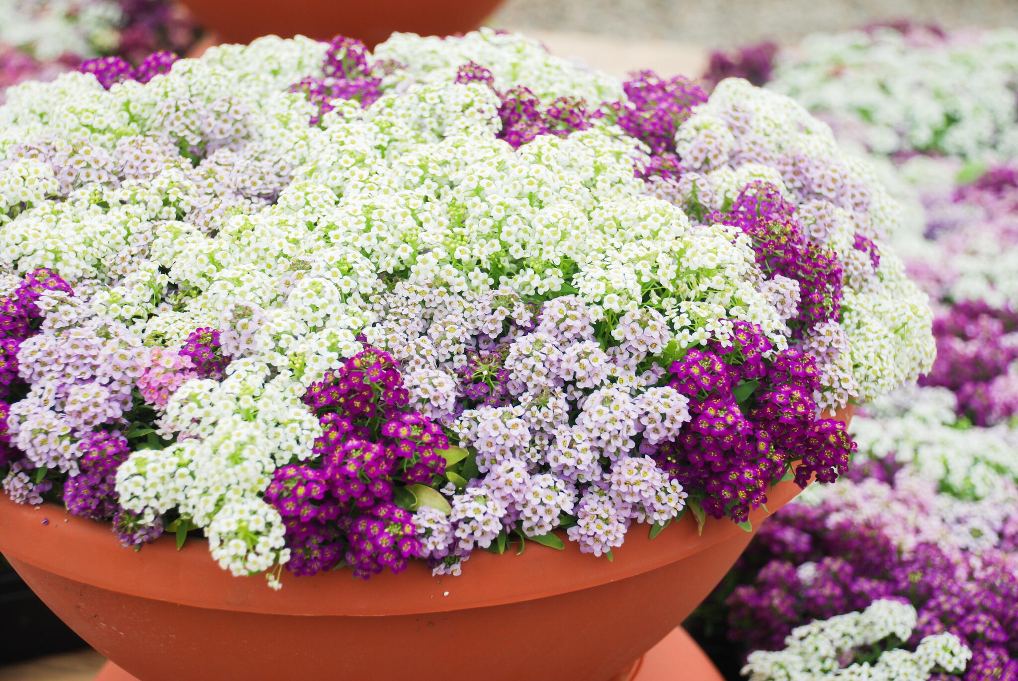 A mix of colorful alyssum in a container