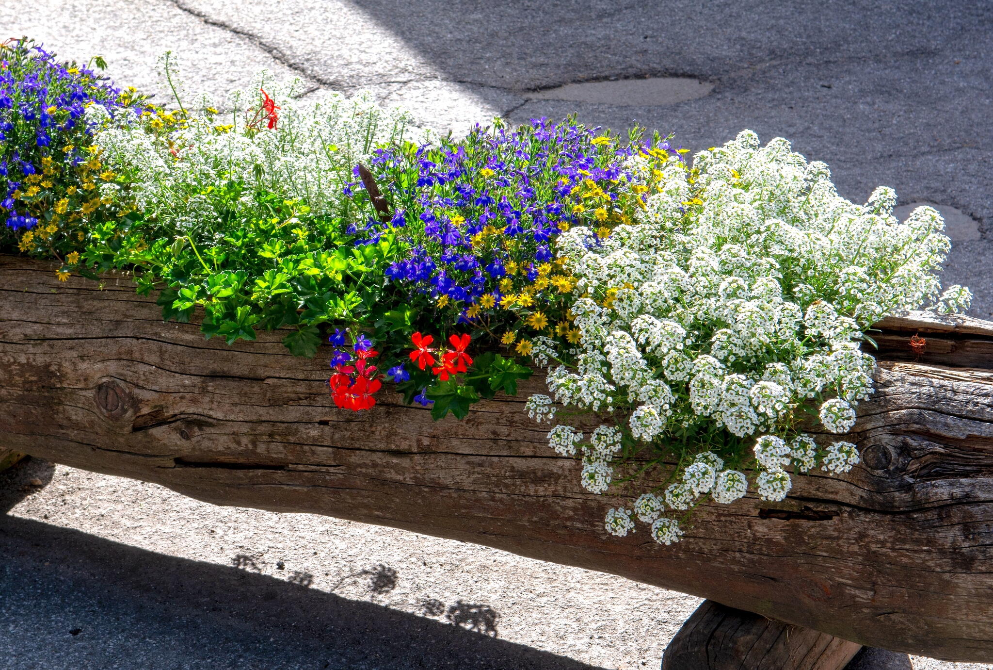 sweet alyssum planter