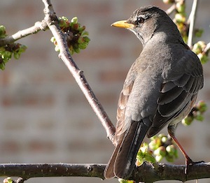 thrush in spring