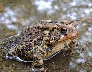 toad