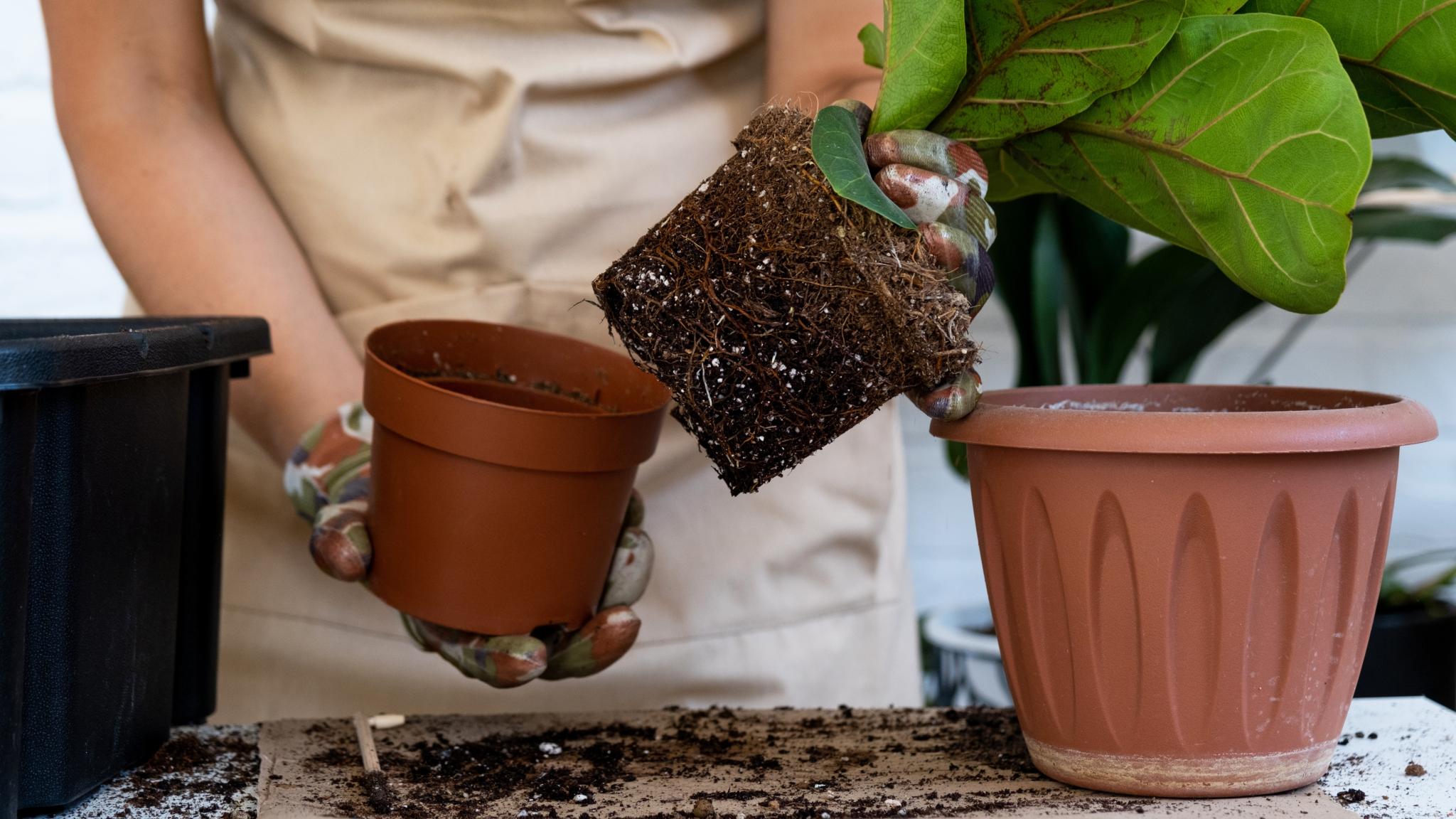 repotting houseplant