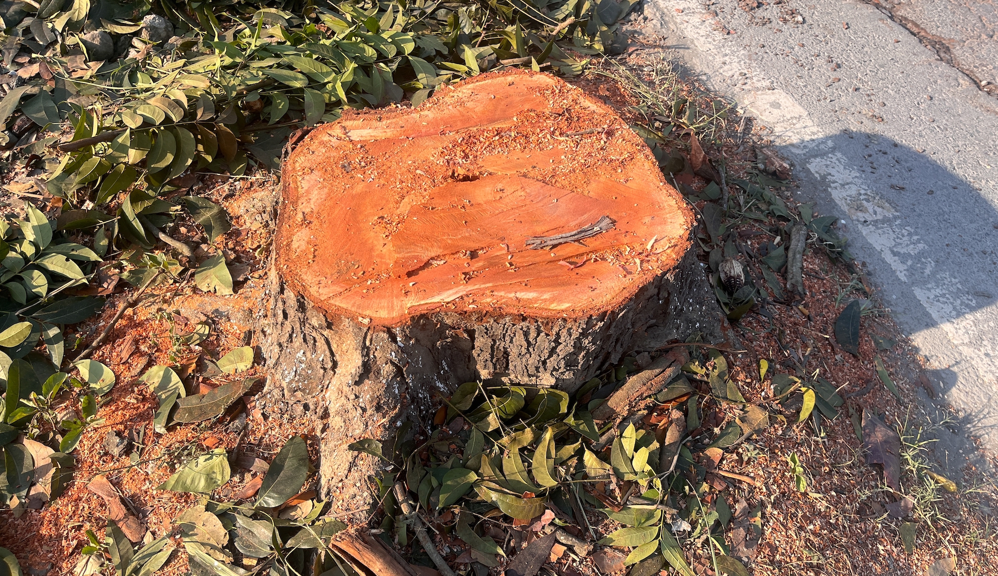 Freshly-cut tree stump near road