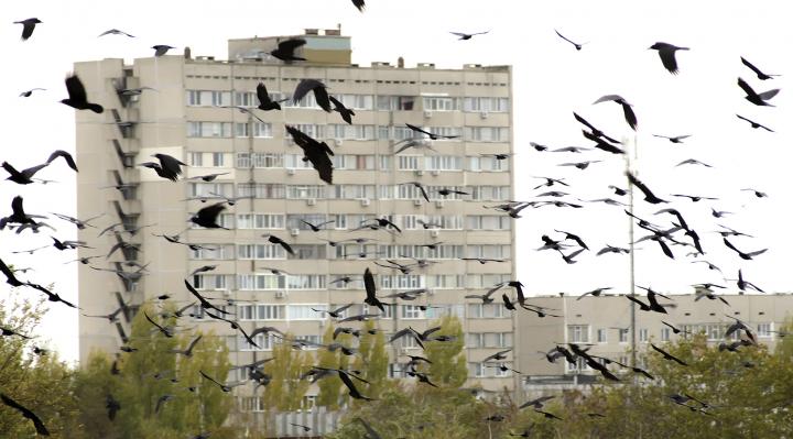 urban-flock-of-crows-preobrajenskiy-ss-_full_width.jpg