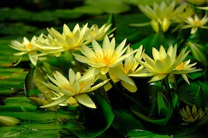 water-lily