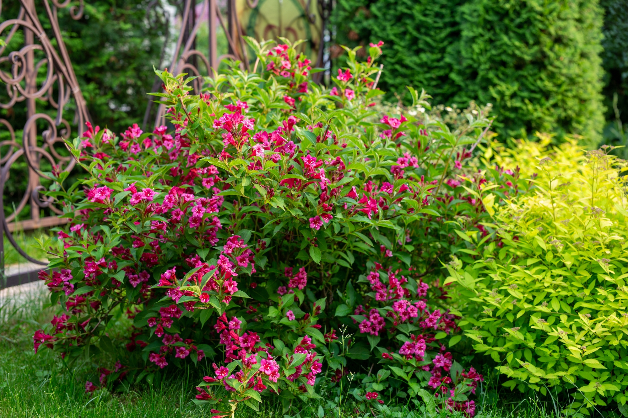 weigela shrub in full bloom with purple-pink tubular blossoms