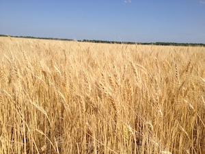 wheat