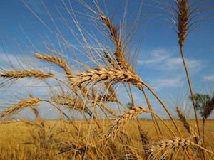 wheat harvest august