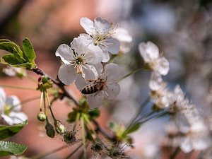 white-flower