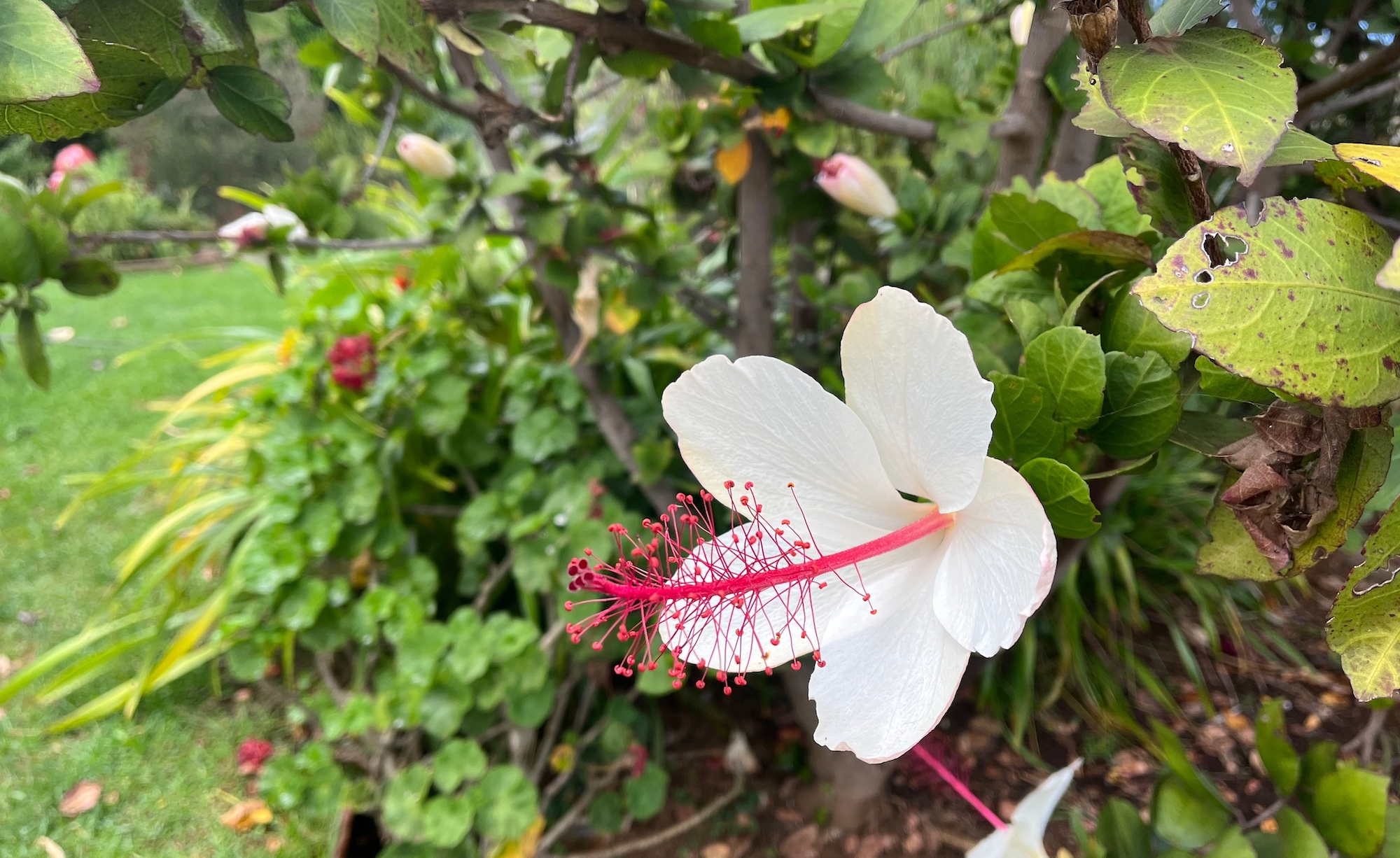 white hibiscus