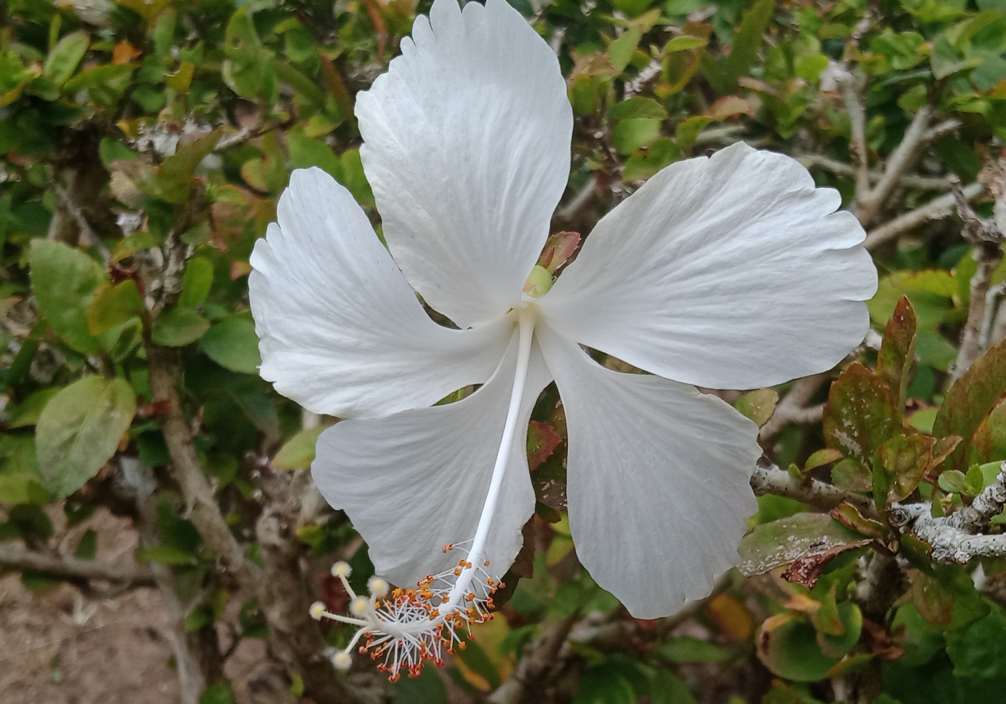 Kauai White Hibiscus