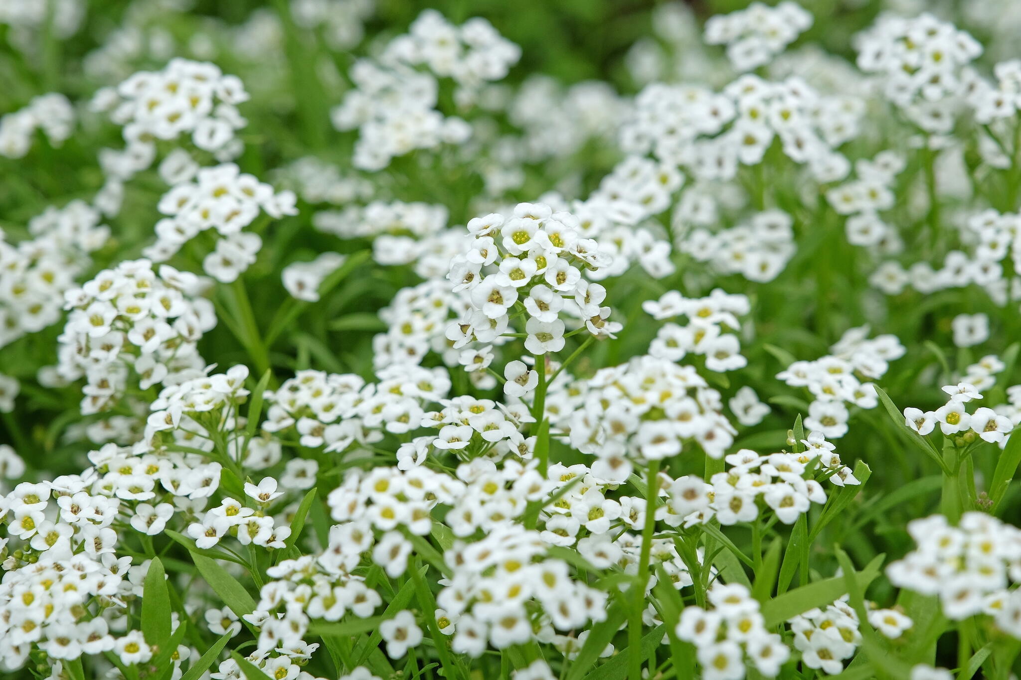 white sweet alyssum