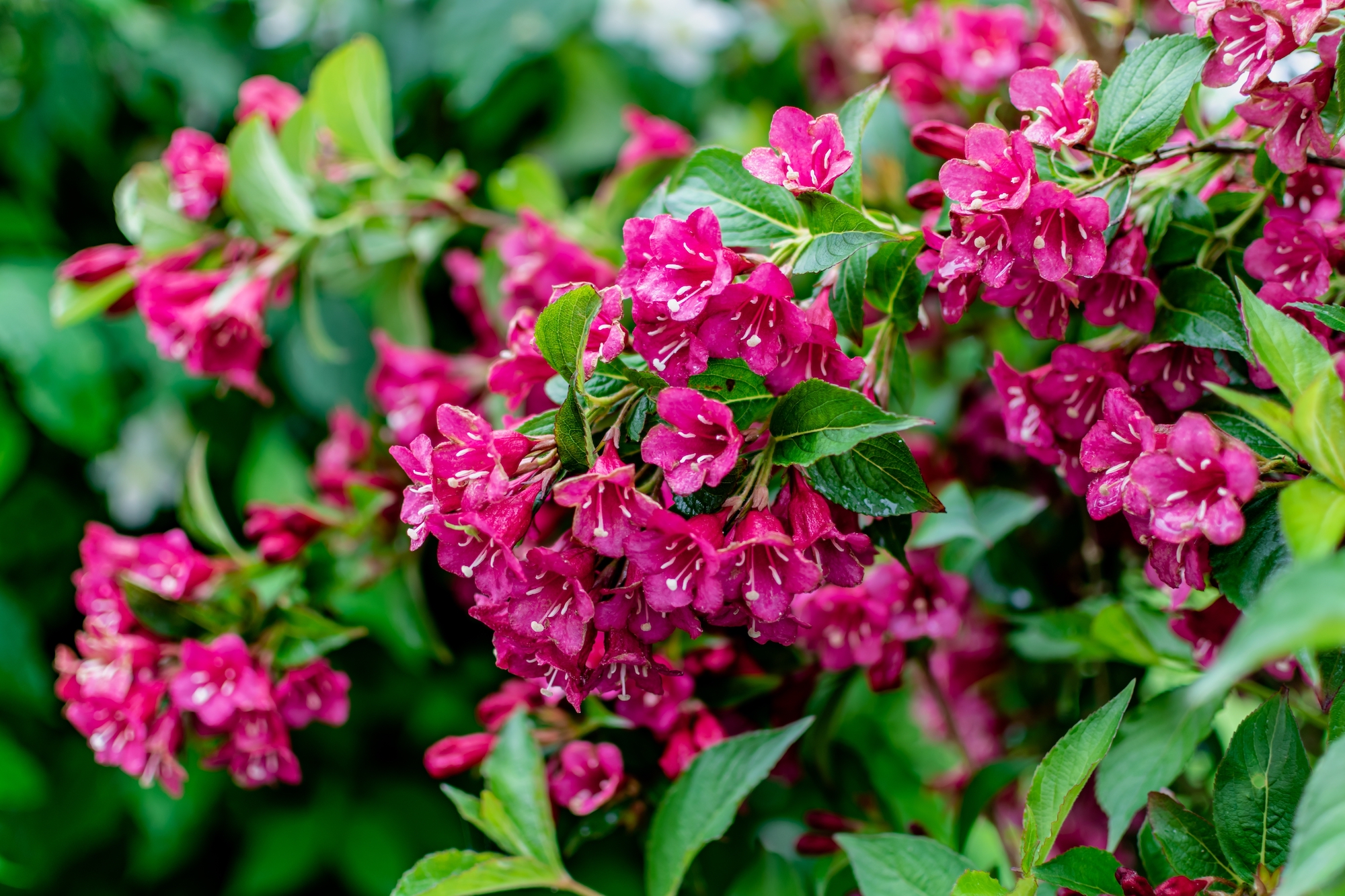 Weigela florida 'Bristol Ruby' close-up