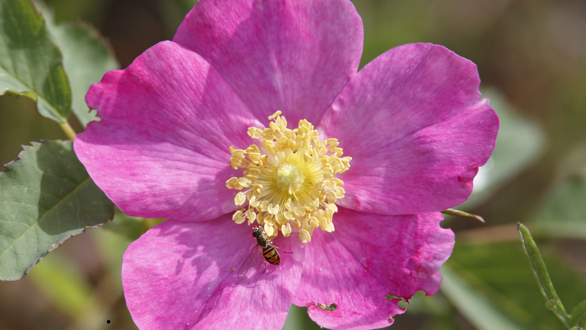 Wild Prairie Rose (Rosa blanda)