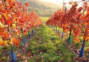 autumn wine