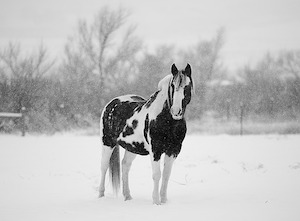 horse-winter