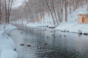 winter-ducks