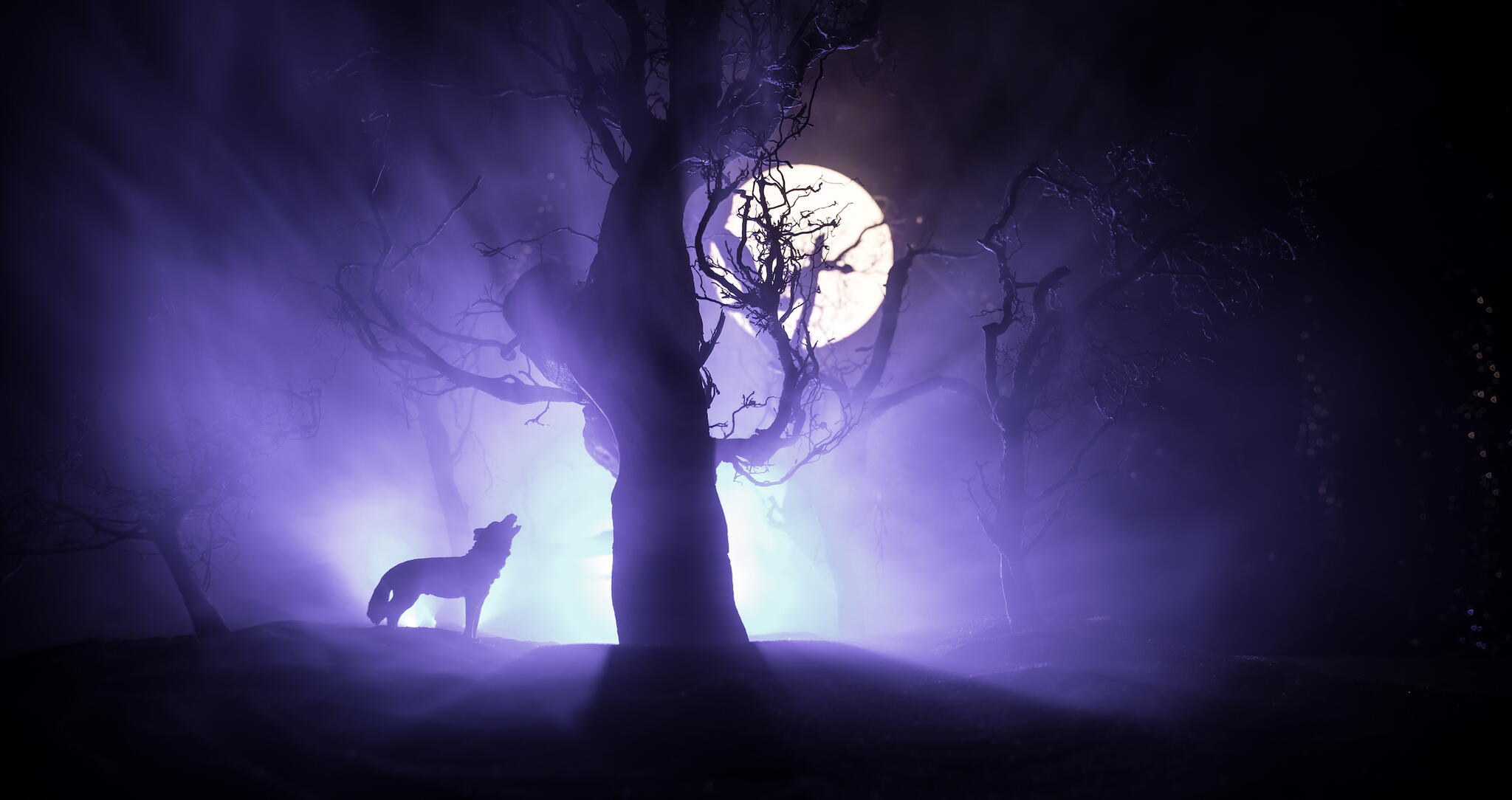 Silhouette of howling wolf against a full moon