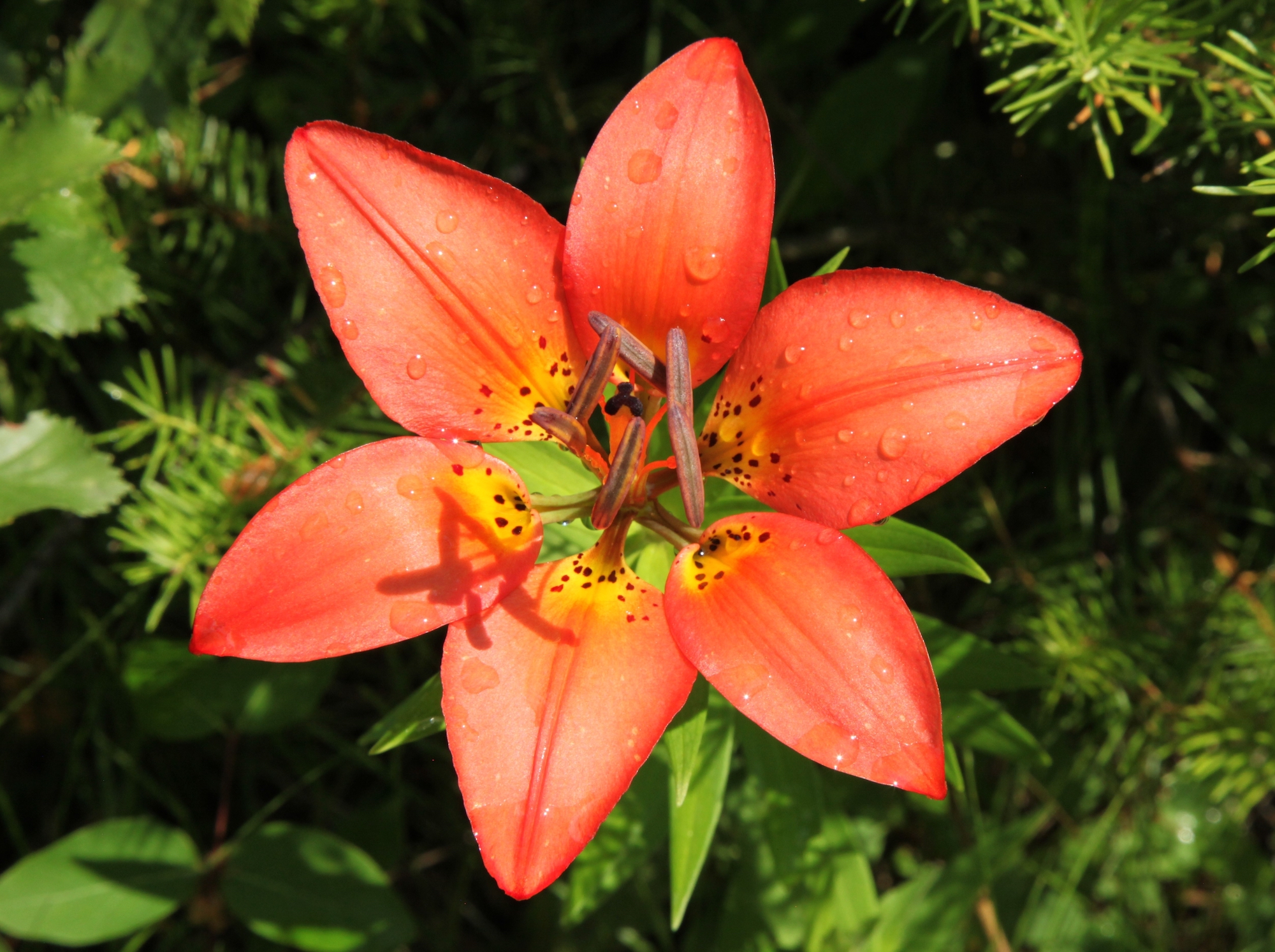   Wood Lily (Lilium philadelphicum), close-up of orange lily.