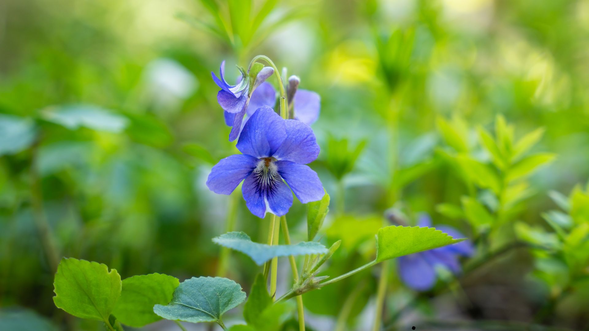 Viola odorata or wood violet. Romantic and showy, sweet violet grows on woodland edges.