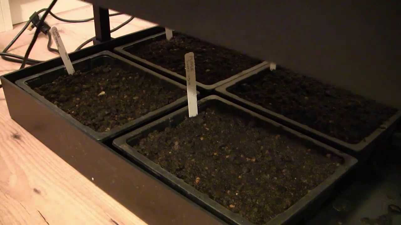 Using Grow Lights to Start Seeds