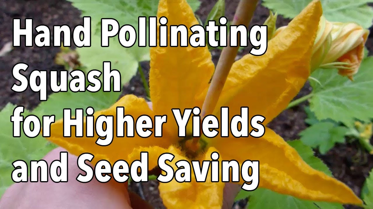 How To Hand Pollinate Squash You Can Pollinate Your Squash 9614