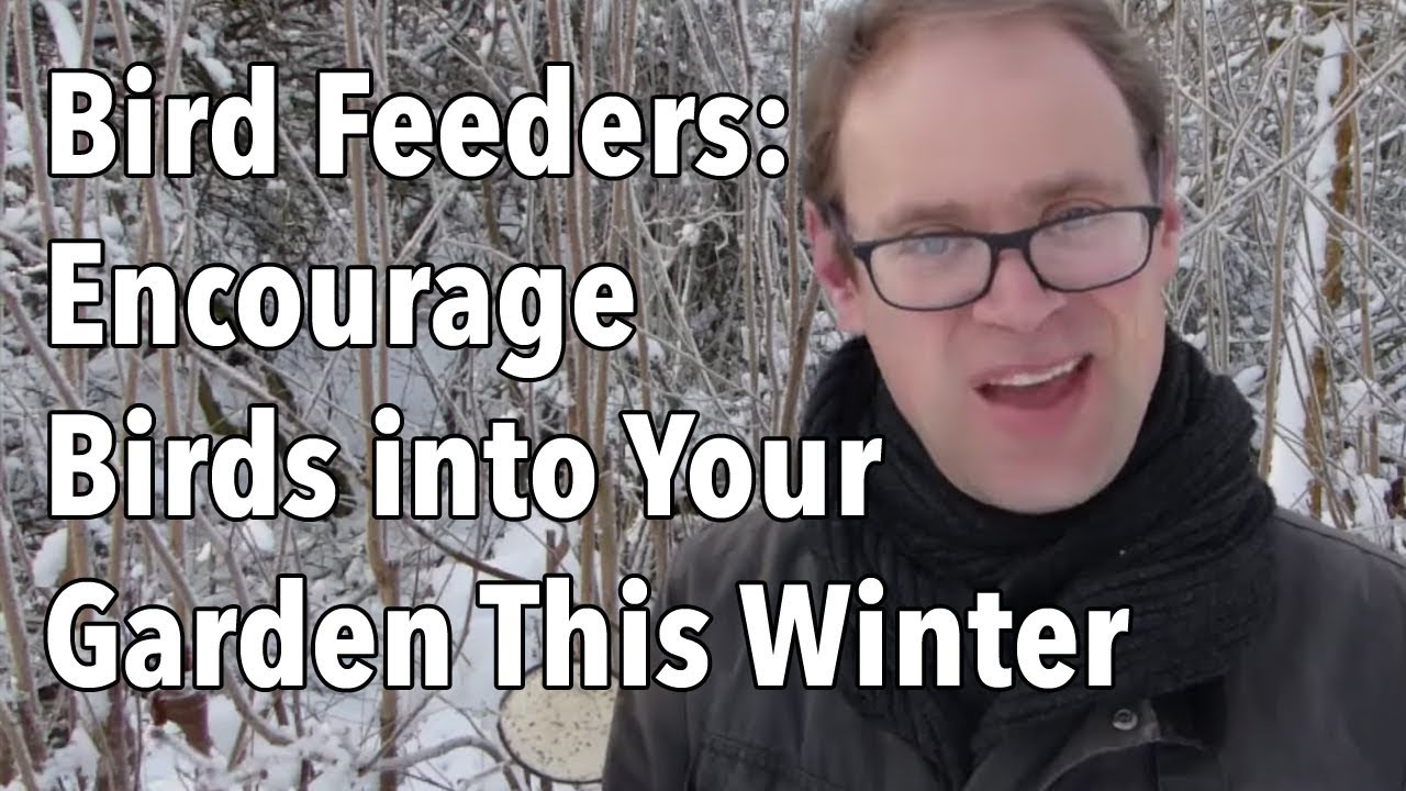 Feeding Garden Birds in Winter (Video)