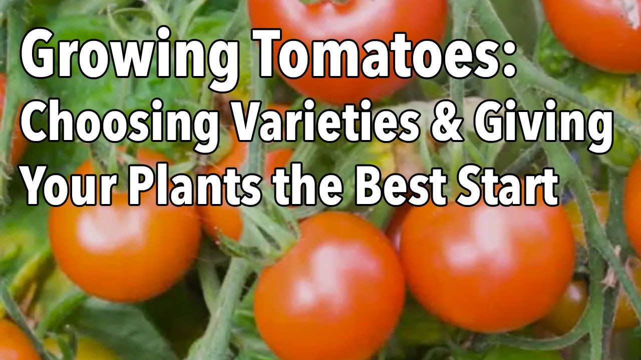 How tomatoes do we have. Томат старт. Томат best bestos. Презентация на тему Tomato growing по английскому.